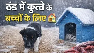 I prepared a house for the puppies.🤌☺️🙏 #new #longvideo #vlog #indianvlogger #youtubevideo 