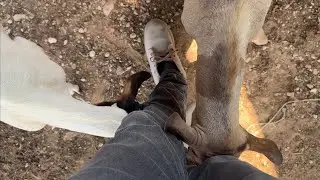 Two Goats Fighting to Be My Best Friend 🐐😂 | Funny Animal Video