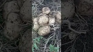 Вацап / мах  для каталога 89152458159 письменно