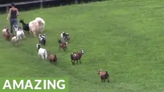 Dogs, ducks, goats and chickens incredibly walk in single file line