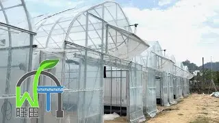 【旺田溫室#013】簡易温室 Simple Greenhouse