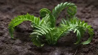 🌿 Fern Plant Growing REVEALED! #shorts #ai #aivideo #fern #ferns #2026 #plantlovers #plants
