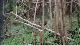 G&aelig;rdesmutte - Eurasian wren (Troglodytes troglodytes)