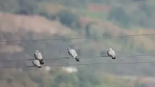 80 Columba oenas