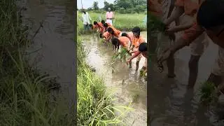 Hands-On Rice Transplantation by Kids | Experiential Learning