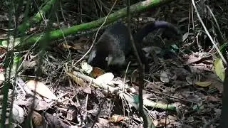 Coati at Manuel Antonio National Park Costa Rica