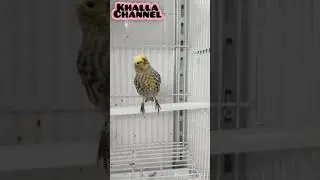 A rare breed of birds. English origin. colorful canary