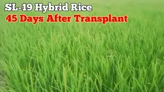 SL-19 Hybrid Rice - 45 Days After Transplant