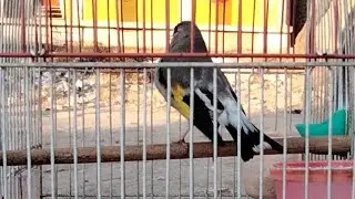 Gold Finch Full Power Singing For Coming 2022