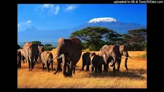 African Movement - Black to black