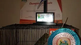 Budgerigar society of Bangladesh  এর পক্ষ থেকে কি কি উপহার পেলাম এবার । 😇😇