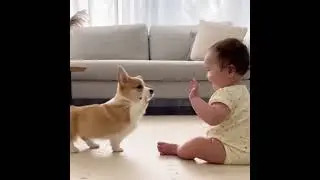 &ldquo;The Sweetest High Five 🤝 Heart-Melt Alert&rdquo;  #shrots #dog #baby