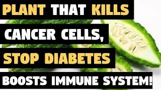 The Plant That Kills Cancer Cells, Stops Diabetes and Boosts Your Immune System!