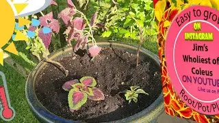 How I create my HUGE Coleus Planters!!