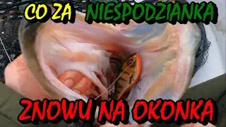 SZCZUPAKI W GRUDNIU /  MOŻNA TRAFIĆ GRUUBE RYBY