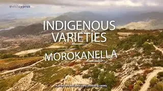 Morokanella (Indigenous varieties of Cyprus)