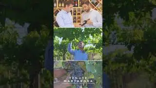 Tenute Martarosa @tenutemartarosa a Only Wine 2025 🍷✨