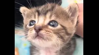 The Most Adorable Kittens EVER  😽  Cute Baby Cat Compilation  #kittens