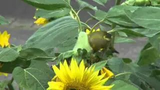 Gr&uuml;nfink und Sonnenblume Sony CX730E und Raynox DCR-2025Pro