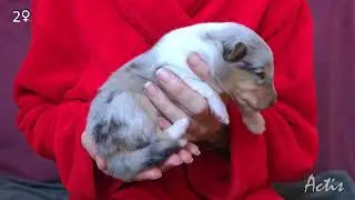 COLLIE rough puppy blue merle female 02 (Queenie + Blunio) Owczarek Szkocki szczeniak suczka