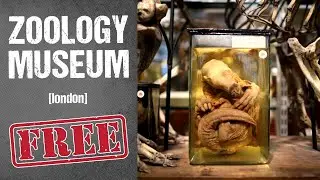 S7 E10 -  Grant Museum Of Zoology 🐘 | London