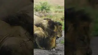 Black Maned Male Lions in Botswana