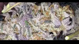 AyBe x Traumatik - Sell Um [Prod. By J2S]