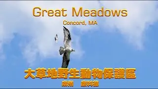 Great Meadows National Wildlife Refuge, Concord, MA - II