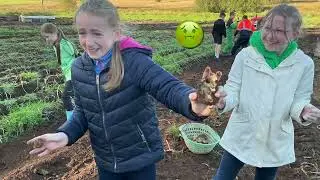 P7G Potato Gathering 2025