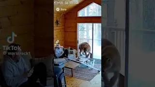 Mountain lion breaks in man&rsquo;s house and scares the living sh-t out of him#funny#lion#wildlife#cats
