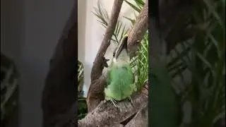 Adorable Toucan Stretching