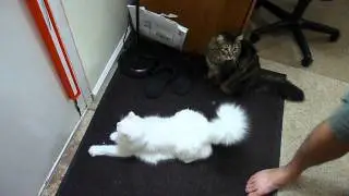 Initial Cat Reaction to Moody Pet Fling-ama-String