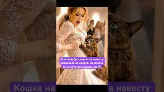 #история #кошкаспасла #животные #трогательно #историяизжизни