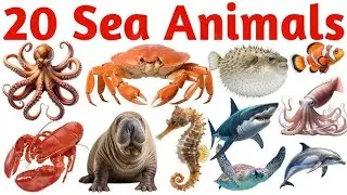 20 названий морских животных на английском языке для детей. Изучаем морских животных.