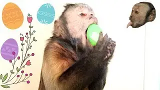 Capuchin Monkey Easter Egg Hunt!