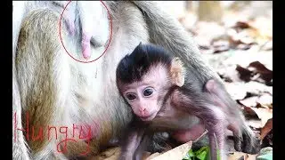 Lori asks for milk, Pity Lori hungry milk, Poor newborn Lori hungry milk so much
