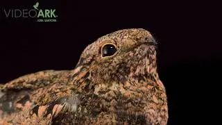 Common nighthawk (Chordeiles minor hesperis) at the Rocky Mountain Wildlife Alliance in Sedalia, CO.