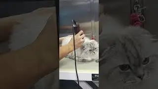Bagong ligo ang mga baby cat namin