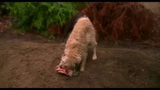 Quasi (2023) &ndash; Post-Credits Scene | Michel&rsquo;s Hands Get Eaten by Dogs