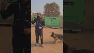 Max the German Shepherd in Obedience Training at Pet's Secret Dog Training Center
