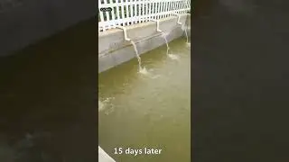 freshwater fish filter big pond filter for 200m&sup3; catfish farm
