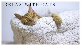 RELAX WITH CATS #Relaxwithcats​ #Catvideos #reduceanxiety