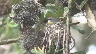 Eastern yellow robin nesting