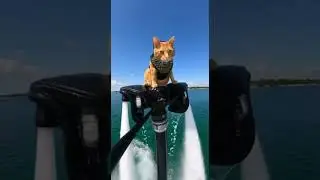 GoPro Cat Takes Flight Over Water #flyboarding #lake #jetpacks  #ai #figureskating #intense  #cat