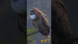 Mottled Wood Owl - Orignal voice