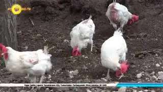 Yaşar Şahin Ligorin Tavuklarının Doğal Köy Yumurtaları - Yarbaşçandır Köyü Antalya 4K UHD