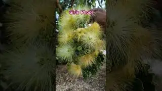 Siris Phool, Albizia Lebbeck (Siris Tree) #flowerplant