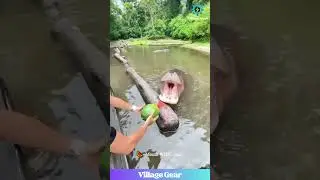 Dude Tried to Feed a Hippo... And MISSED! 🍉😂 That Hippo's Face! #hippofail #funny  #lol #epicmiss