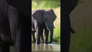 Learning Wild Animals for Kids - Jungle:  Pictures, Words, Animal Sounds and Videos