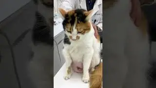 Care for Pets